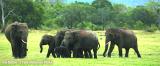 Yala National Park